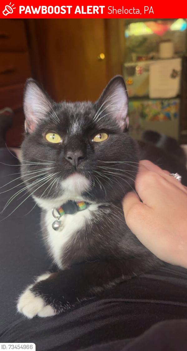 Lost Male Cat last seen Cash dollar road, Shelocta, PA 15774