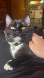 Lost Male Cat last seen Cash dollar road, Shelocta, PA 15774