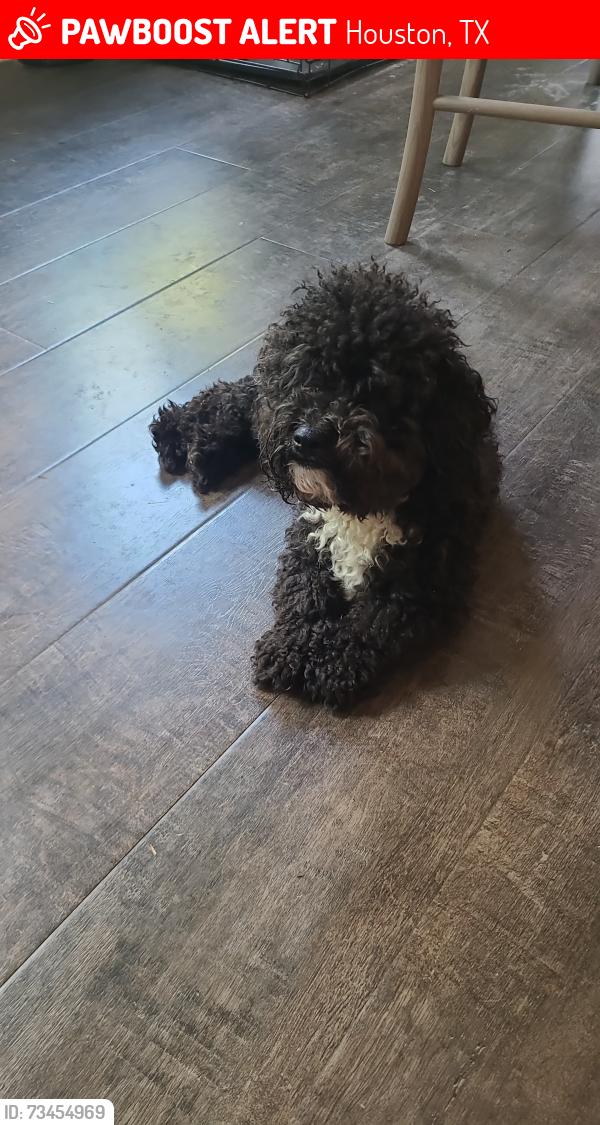 Lost Male Dog last seen Galesburg St, Houston, TX 77051