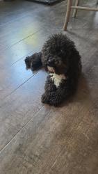Lost Male Dog last seen Galesburg St, Houston, TX 77051