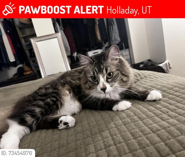 Lost Female Cat last seen Strip mall next door, Holladay, UT 84124