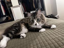Lost Female Cat last seen Strip mall next door, Holladay, UT 84124