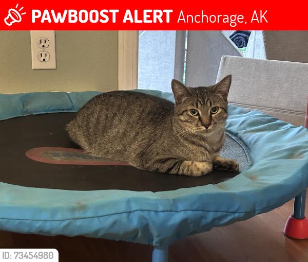 Lost Male Cat last seen Knights way, weslyan, Anchorage, AK 99508