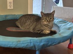 Lost Male Cat last seen Knights way, weslyan, Anchorage, AK 99508