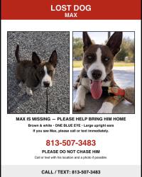 Reunited Male Dog last seen Sumner high school, Riverview, FL 33569
