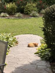 Found/Stray Unknown Cat last seen Sussex Ave, Merchantville, NJ 08109
