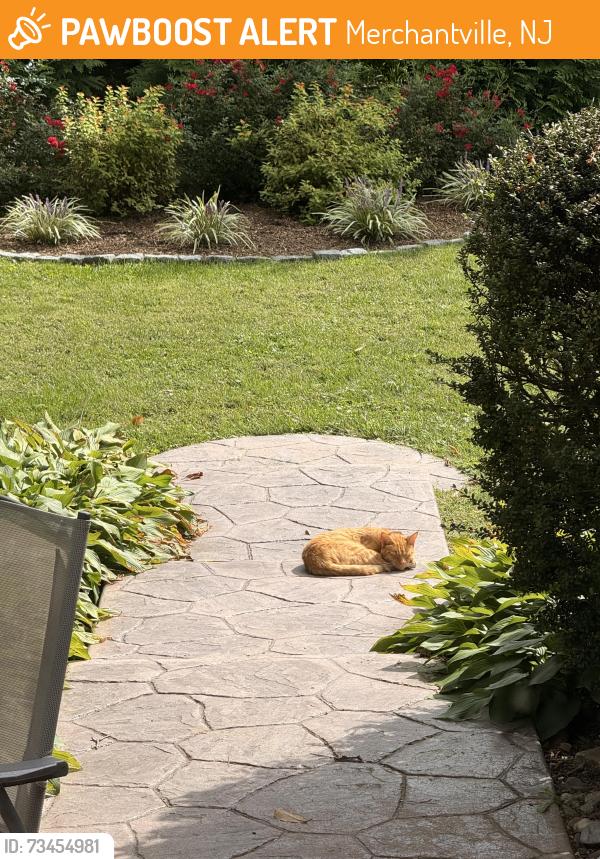 Found/Stray Unknown Cat last seen Sussex Ave, Merchantville, NJ 08109