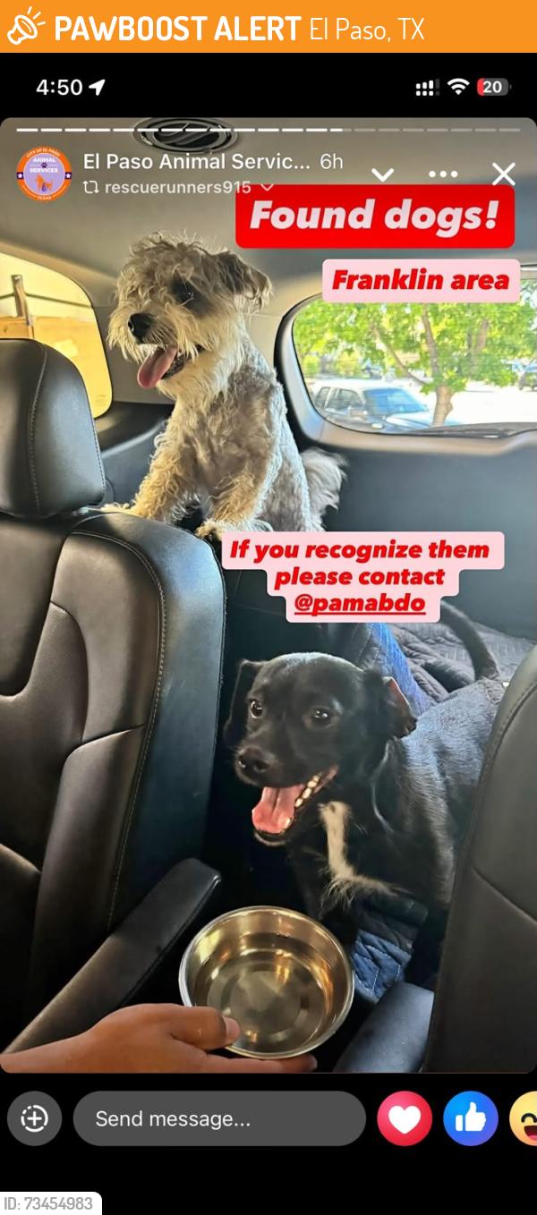 Found/Stray Unknown Dog last seen Franklin area, El Paso, TX 79912