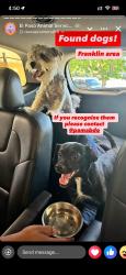 Found/Stray Unknown Dog last seen Franklin area, El Paso, TX 79912