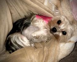 Reunited Female Dog last seen E 9th Ave. and N 25th St., Tampa, FL 33605
