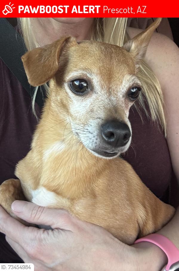 Lost Male Dog last seen Willow Creek Rd and Montana Drive, Prescott, AZ 86301