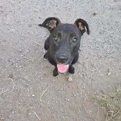 Found/Stray Female Dog last seen 43rd and Orangewood, Phoenix, AZ 85051