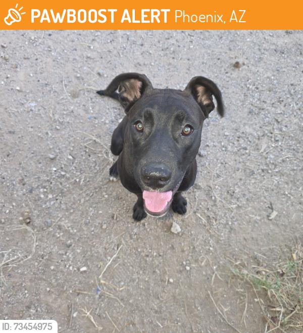 Found/Stray Female Dog last seen 43rd and Orangewood, Phoenix, AZ 85051