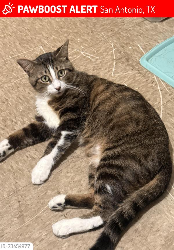 Lost Male Cat last seen Whitecliff Dr between Ravenswood Dr & Braemoor Drz, San Antonio, TX 78227