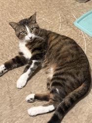 Lost Male Cat last seen Whitecliff Dr between Ravenswood Dr & Braemoor Drz, San Antonio, TX 78227