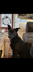 Lost Male Dog last seen Chruch Road Park, Aurora, IL 60505
