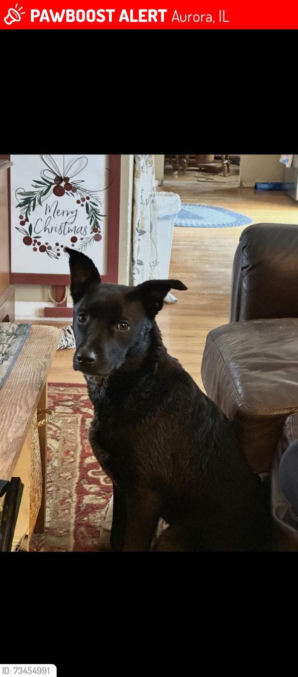 Lost Male Dog last seen Chruch Road Park, Aurora, IL 60505