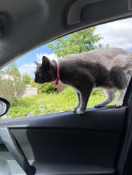 Lost Female Cat last seen Near, Tacoma, WA 98444