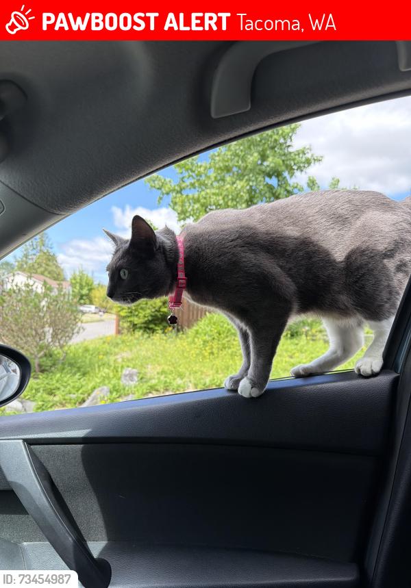 Lost Female Cat last seen Near, Tacoma, WA 98444