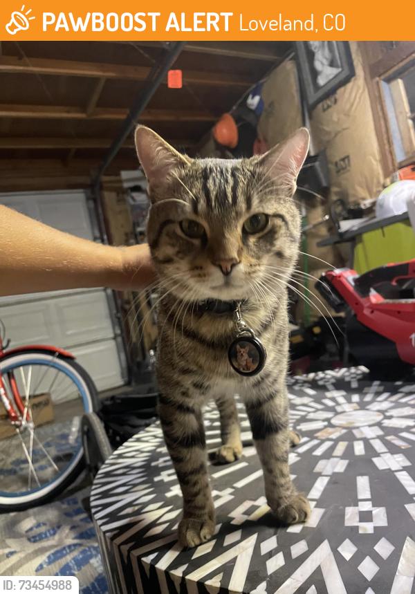 Found/Stray Male Cat last seen Hwy 287 and 25th st. Loveland, Loveland, CO 80538
