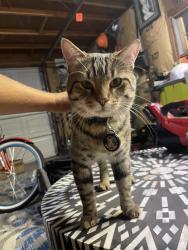 Found/Stray Male Cat last seen Hwy 287 and 25th st. Loveland, Loveland, CO 80538