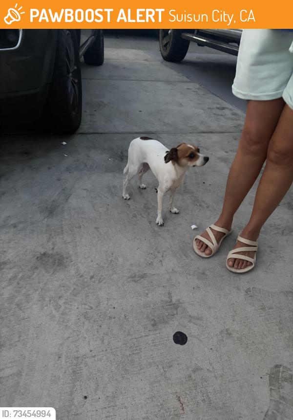 Found/Stray Female Dog last seen Honker and snow lane Suisun city, Suisun City, CA 94585