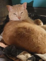 Lost Male Cat last seen 4th ave and north street, Burgettstown, PA 15021