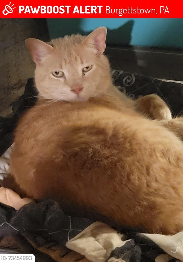 Lost Male Cat last seen 4th ave and north street, Burgettstown, PA 15021