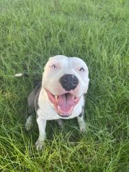 Reunited Male Dog last seen Indian trail, West Tawakoni, TX 75474