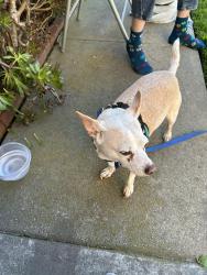 Lost Male Dog last seen Adriatic Ave & Van Buren St, Carson, CA 90810