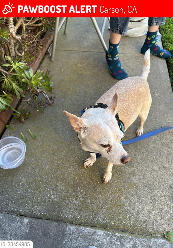 Lost Male Dog last seen Adriatic Ave & Van Buren St, Carson, CA 90810
