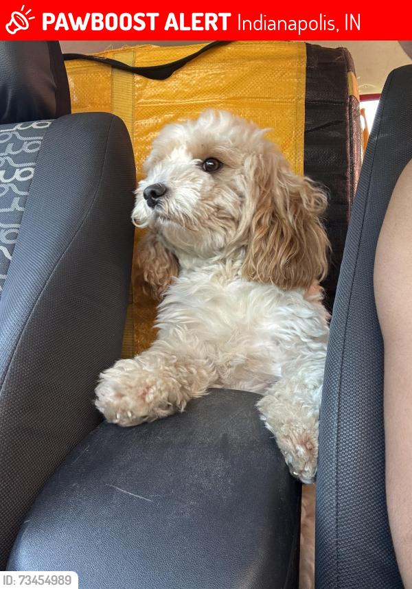 Lost Male Dog last seen Near e 33rd St, Indianapolis, IN 46226