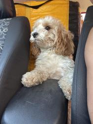 Lost Male Dog last seen Near e 33rd St, Indianapolis, IN 46226
