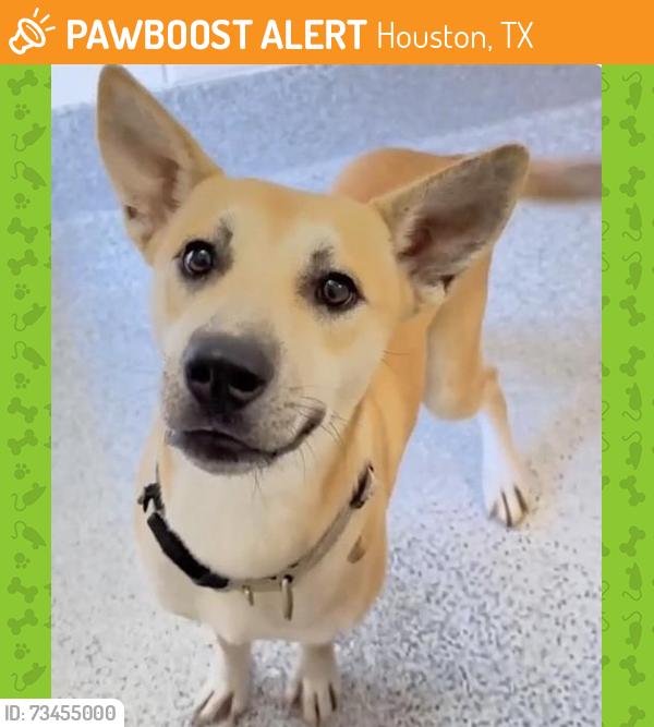 Found/Stray Female Dog last seen Near Block Blue Meadow Ln, Houston Tx 77039, Houston, TX 77039