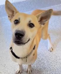 Found/Stray Female Dog last seen Near Block Blue Meadow Ln, Houston Tx 77039, Houston, TX 77039