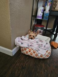 Lost Male Dog last seen Alamo Street, Vacaville, CA 95687