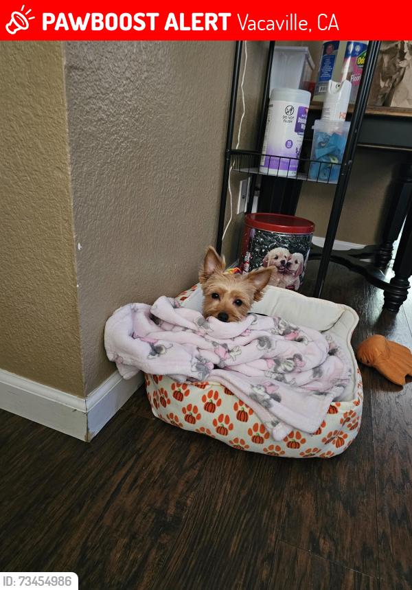Lost Male Dog last seen Alamo Street, Vacaville, CA 95687
