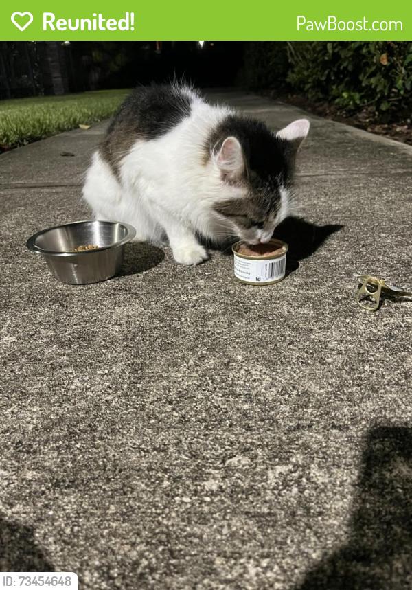 Reunited Female Cat last seen Fiske, Rockledge, FL 32955