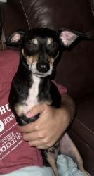 Lost Male Dog last seen Airport RD or N 336 Loop E, Conroe, TX 77301