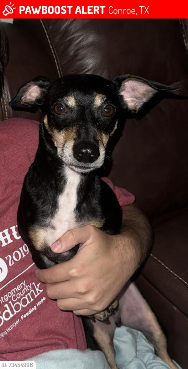 Lost Male Dog last seen Airport RD or N 336 Loop E, Conroe, TX 77301
