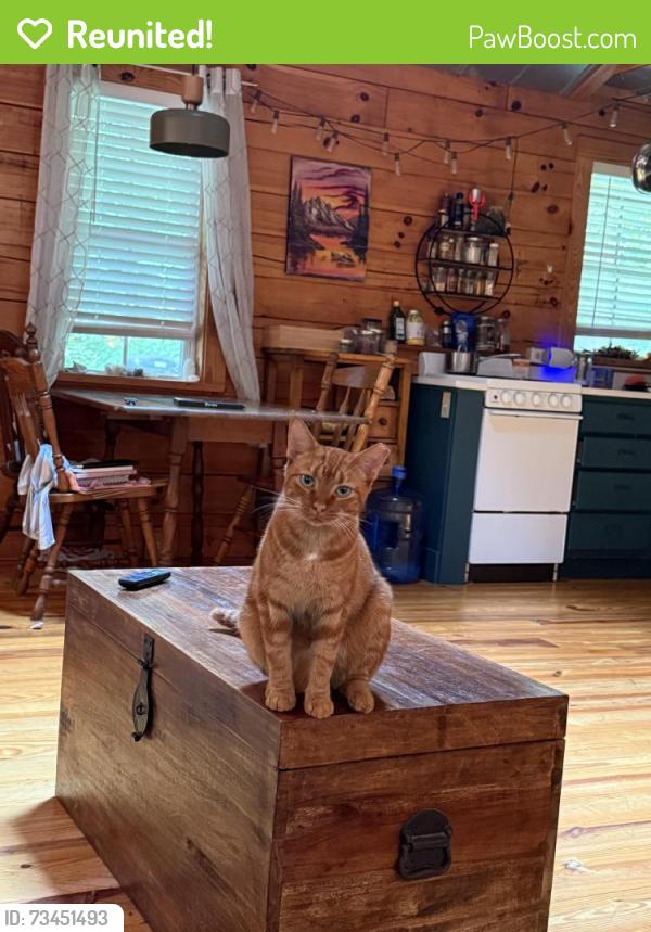 Reunited Female Cat last seen Ray Hill and Boylston, Mills River, NC 28759