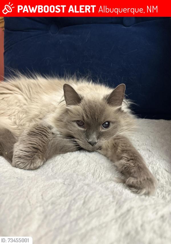 Lost Male Cat last seen El Super at Atrisco and Central, Albuquerque, NM 87105