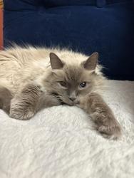 Lost Male Cat last seen El Super at Atrisco and Central, Albuquerque, NM 87105