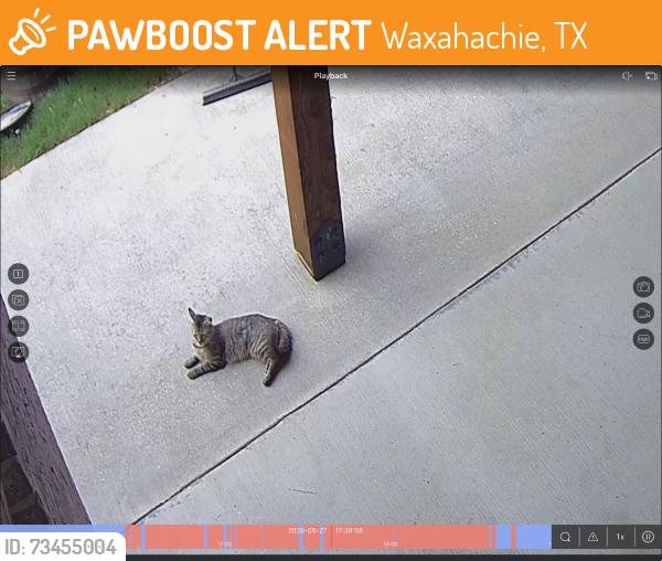 Found/Stray Unknown Cat last seen Cedar park and FM 66, Waxahachie, TX 75167