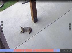 Found/Stray Unknown Cat last seen Cedar park and FM 66, Waxahachie, TX 75167