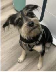 Reunited Female Dog last seen Markingham and Oxford, Maitland, FL 32751