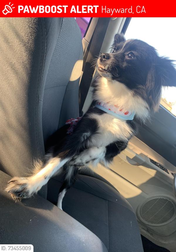 Lost Female Dog last seen By chase bank, Hayward, CA 94541
