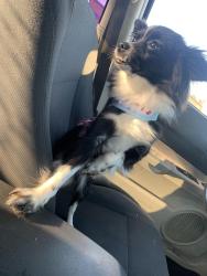 Lost Female Dog last seen By chase bank, Hayward, CA 94541