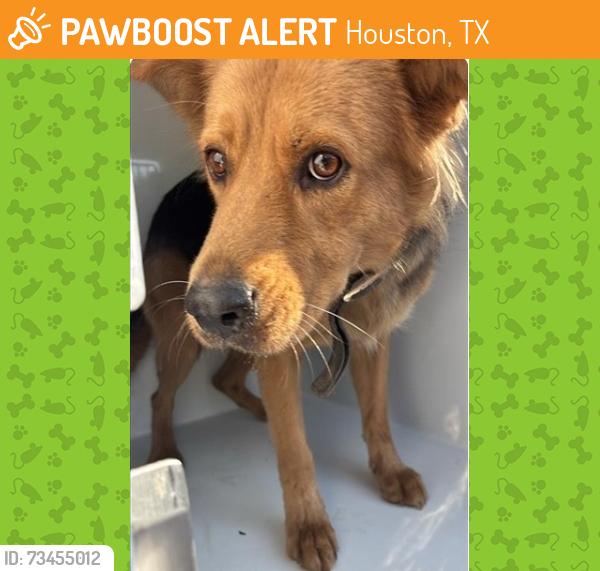 Found/Stray Female Dog last seen Near Block Hill Rd, Houston Tx 77039, Houston, TX 77039