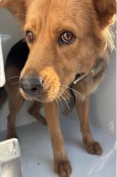 Found/Stray Female Dog last seen Near Block Hill Rd, Houston Tx 77039, Houston, TX 77039